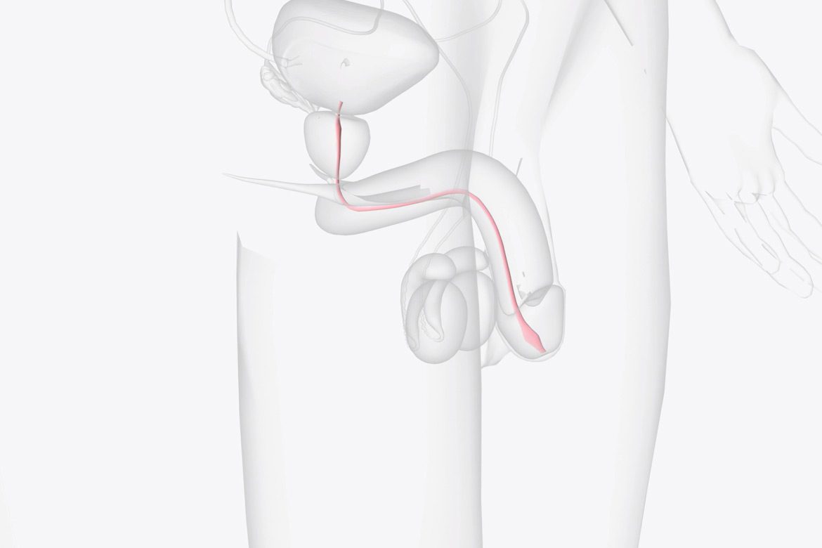 Illustration-of-male-urethra-and-bladder