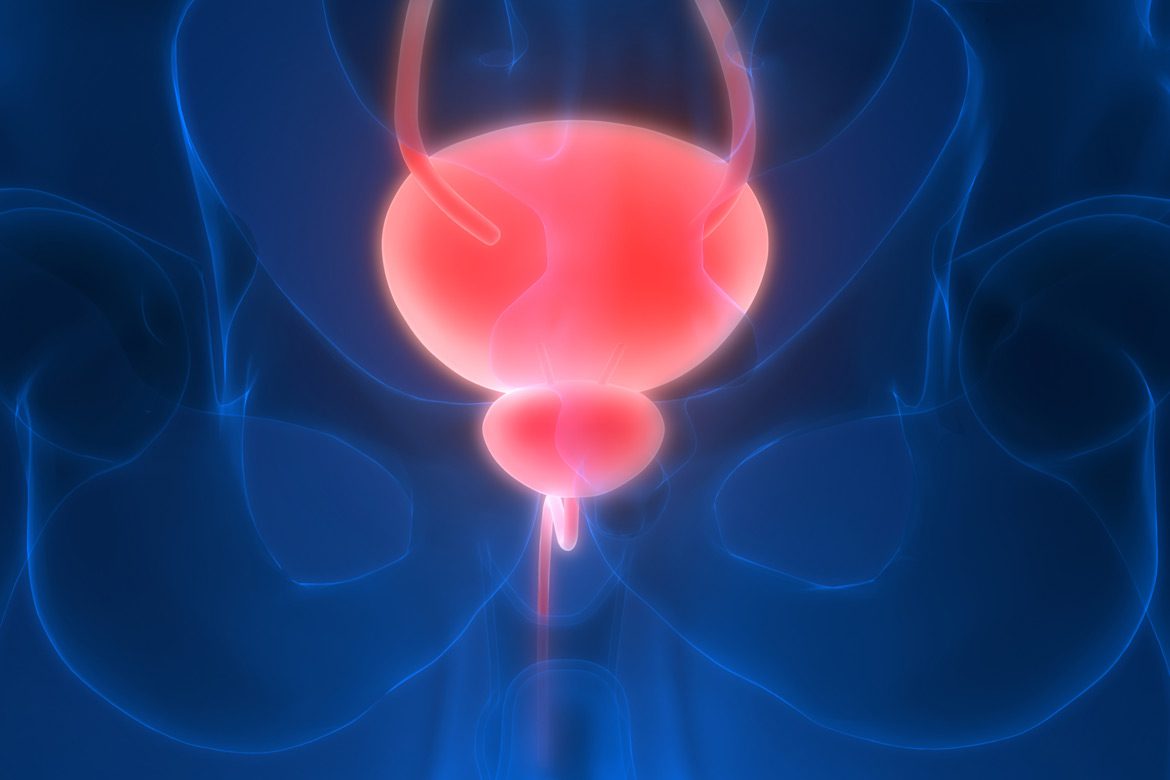 Illustration-of-urological-anatomy