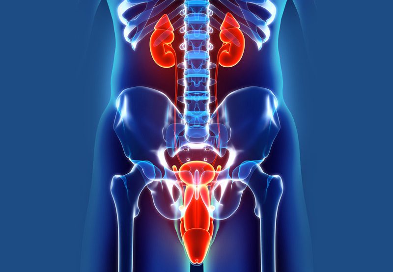 3D-illustration-of-the-urinary-system