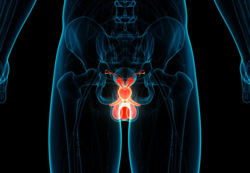 Anatomical-illustration-of-the-male-reproductive-system