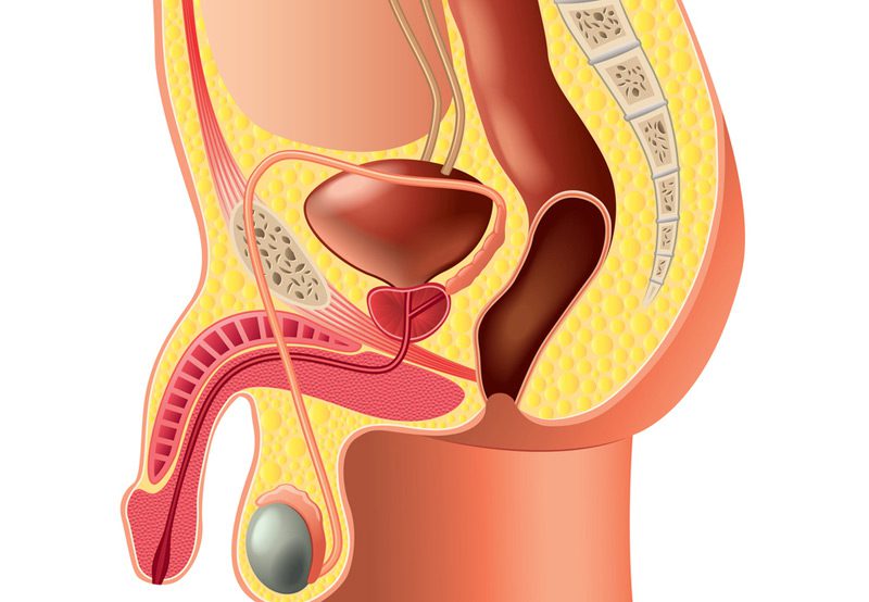 Detailed-anatomy-of-the-penis-and-scrotum