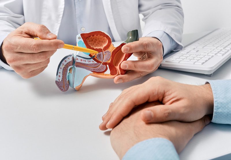 Doctor-pointing-to-a-model-of-the-male-reproductive-system
