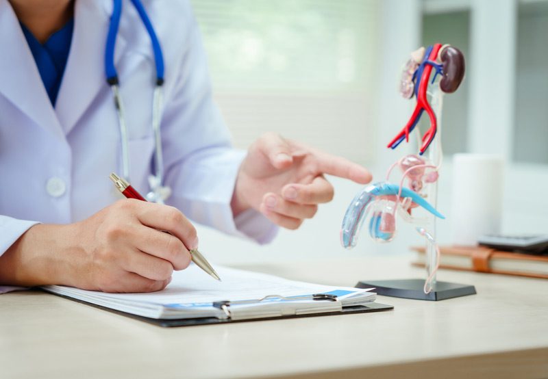 Doctor-pointing-to-a-model-of-the-urinary-system-on-desk