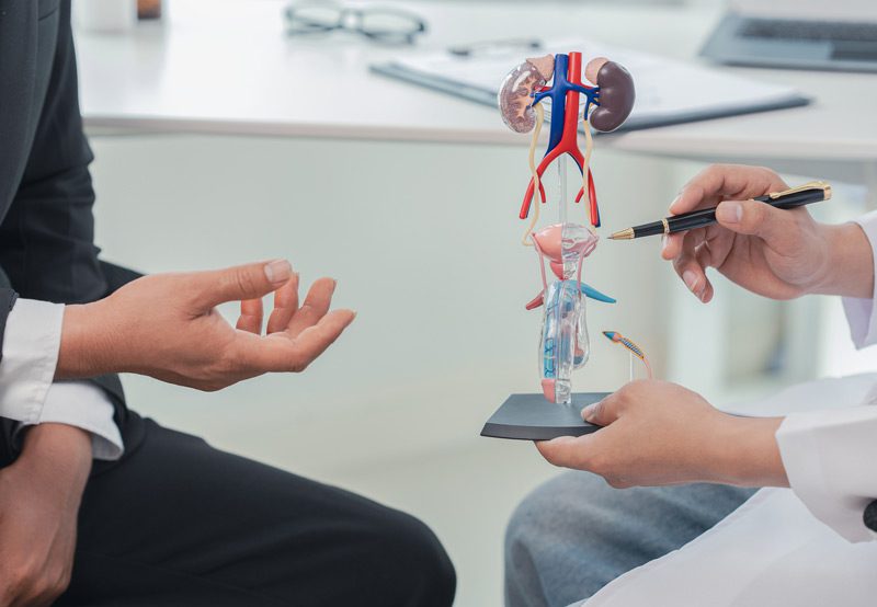 Doctor-pointing-to-model-of-male-reproductive-system