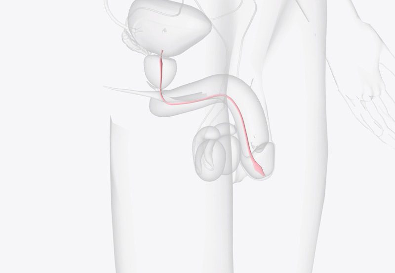 Illustration-of-male-urethra-and-bladder