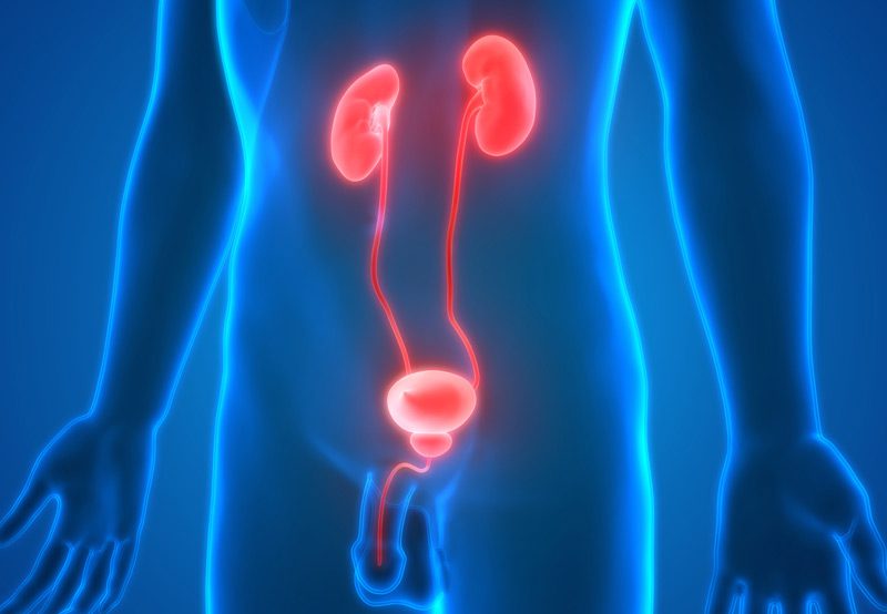 Illustration-of-the-urinary-tract-anatomy