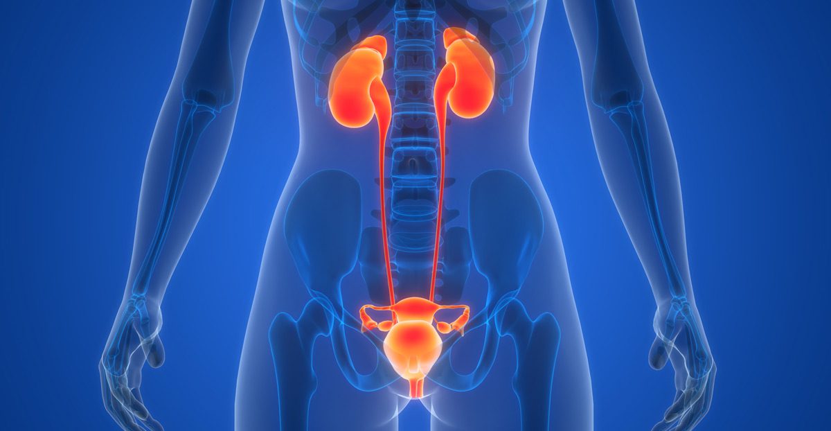 Illustration-of-the-urological-system