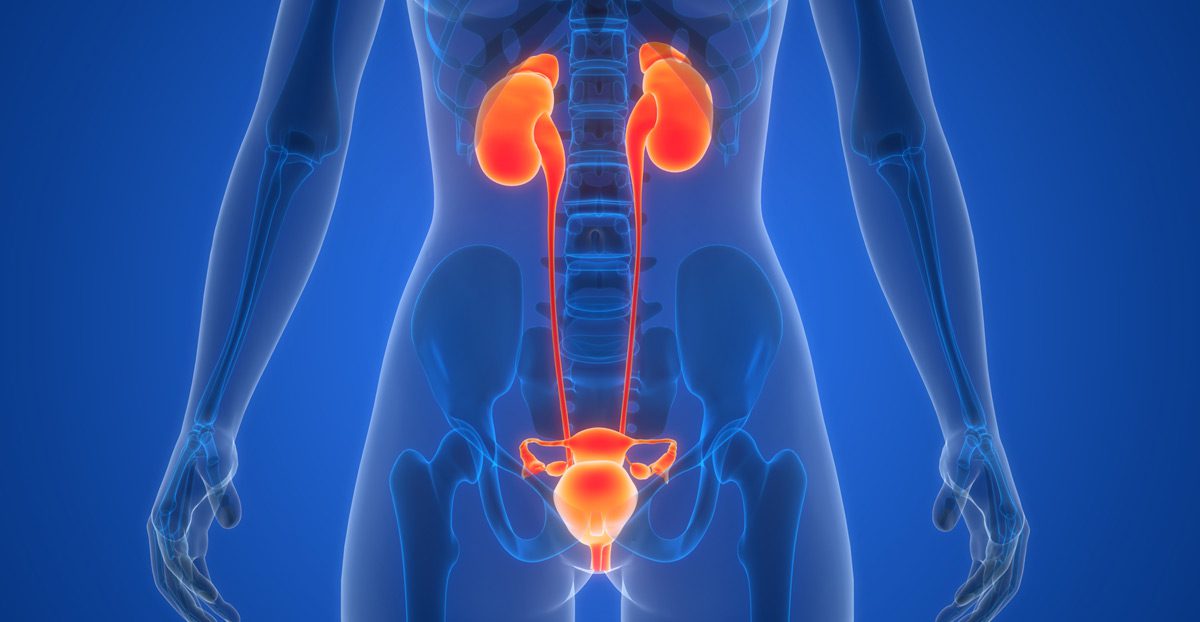 Illustration-of-urological-anatomy