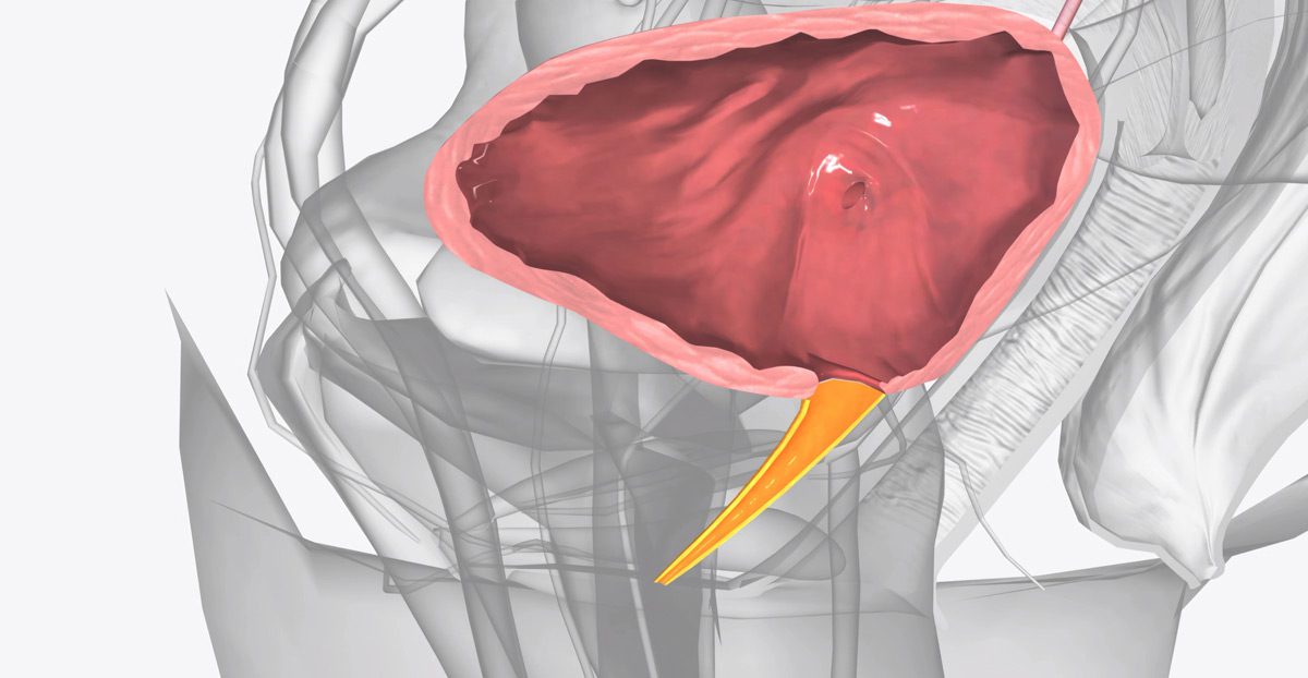 Image-showing-urethra-connection-to-the-urinary-bladder